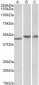 Goat Anti-TDP-43 Antibody